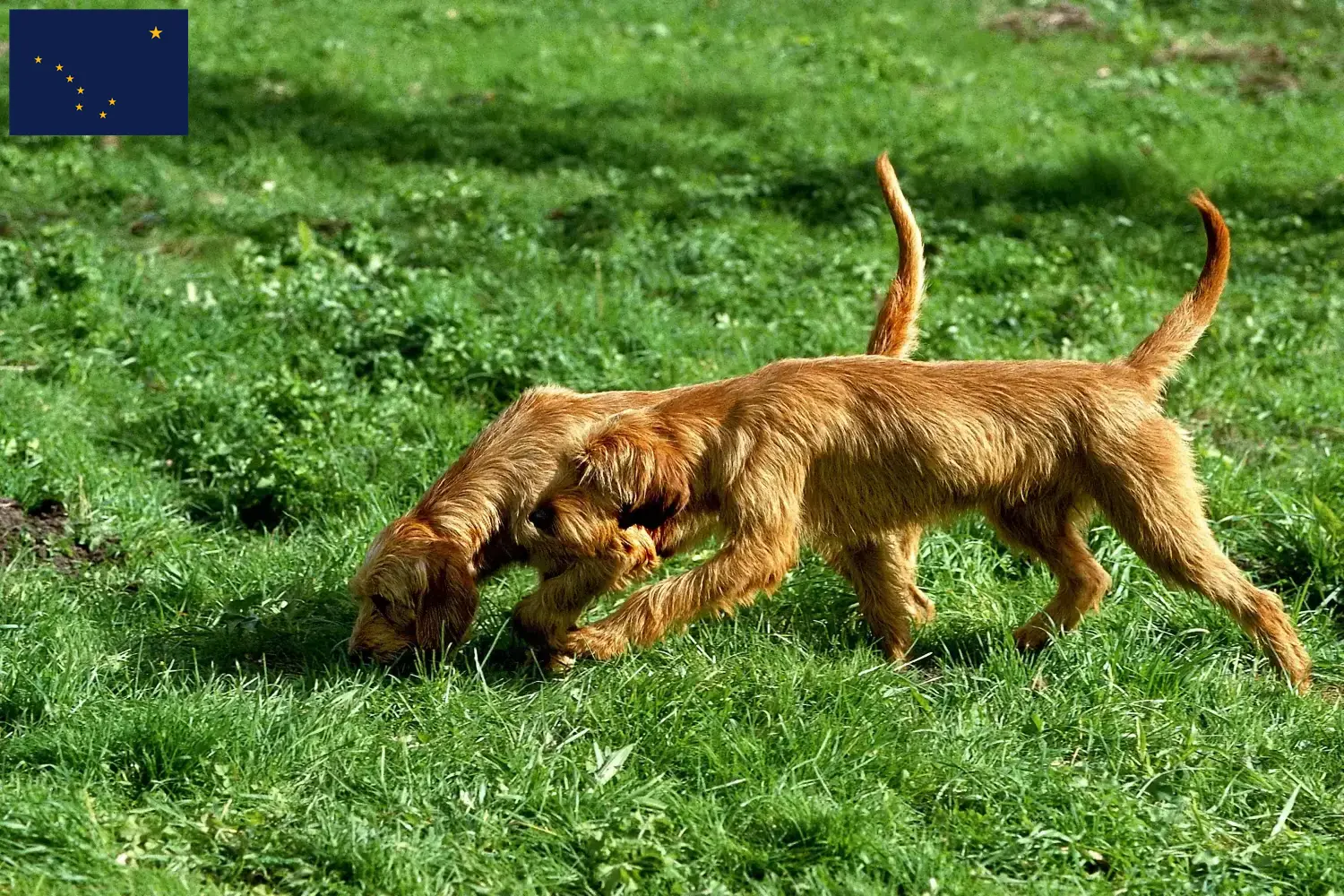 Griffon Fauve de Bretagne puppies and breeders Alaska Find Griffon Fauve de Bretagnes breeders in Alaska.