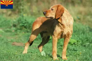 Read more about the article Griffon Fauve de Bretagne breeders and puppies in Arizona
