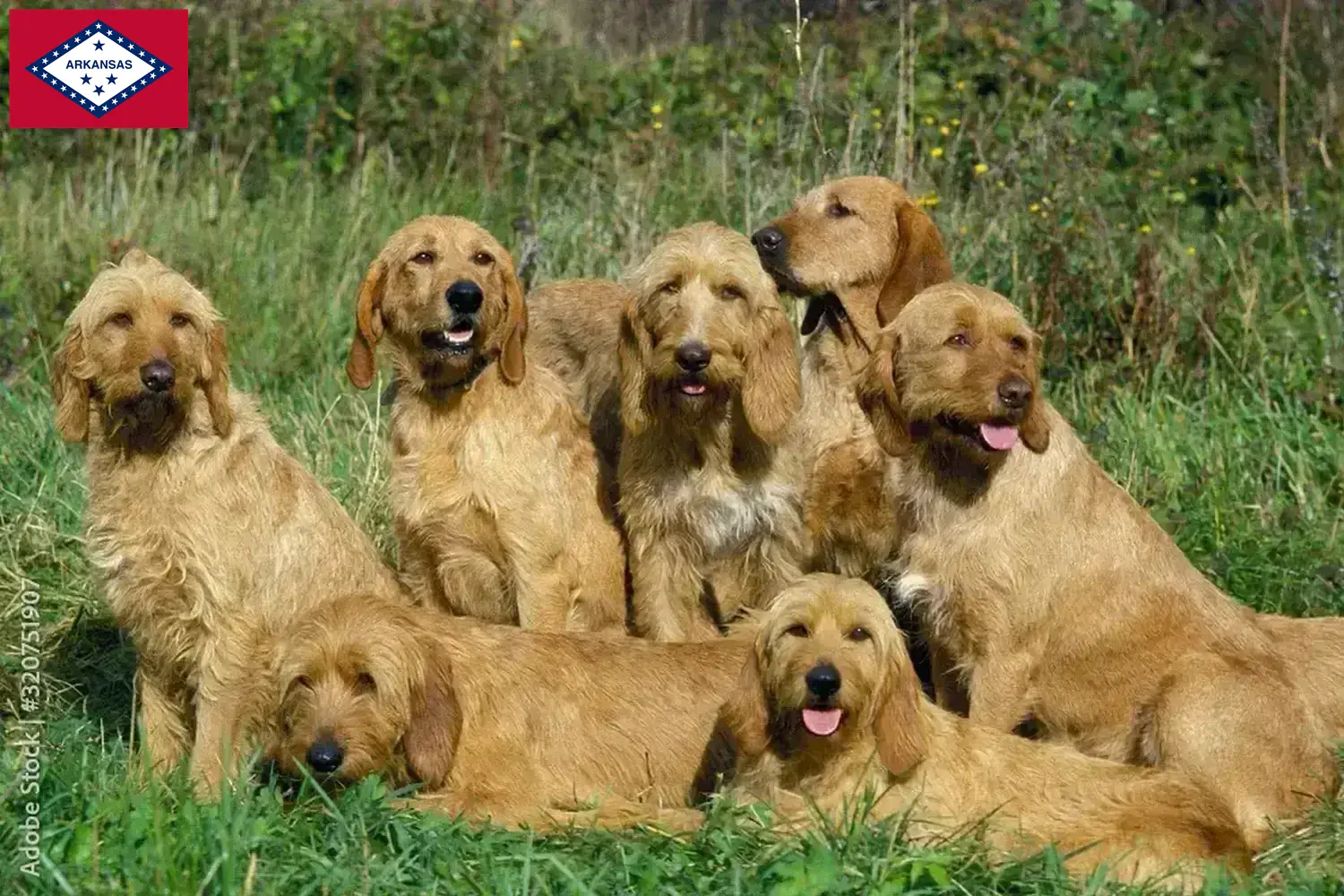 Griffon Fauve de Bretagne puppies and breeders Arkansas Find Griffon Fauve de Bretagnes breeders in Arkansas.