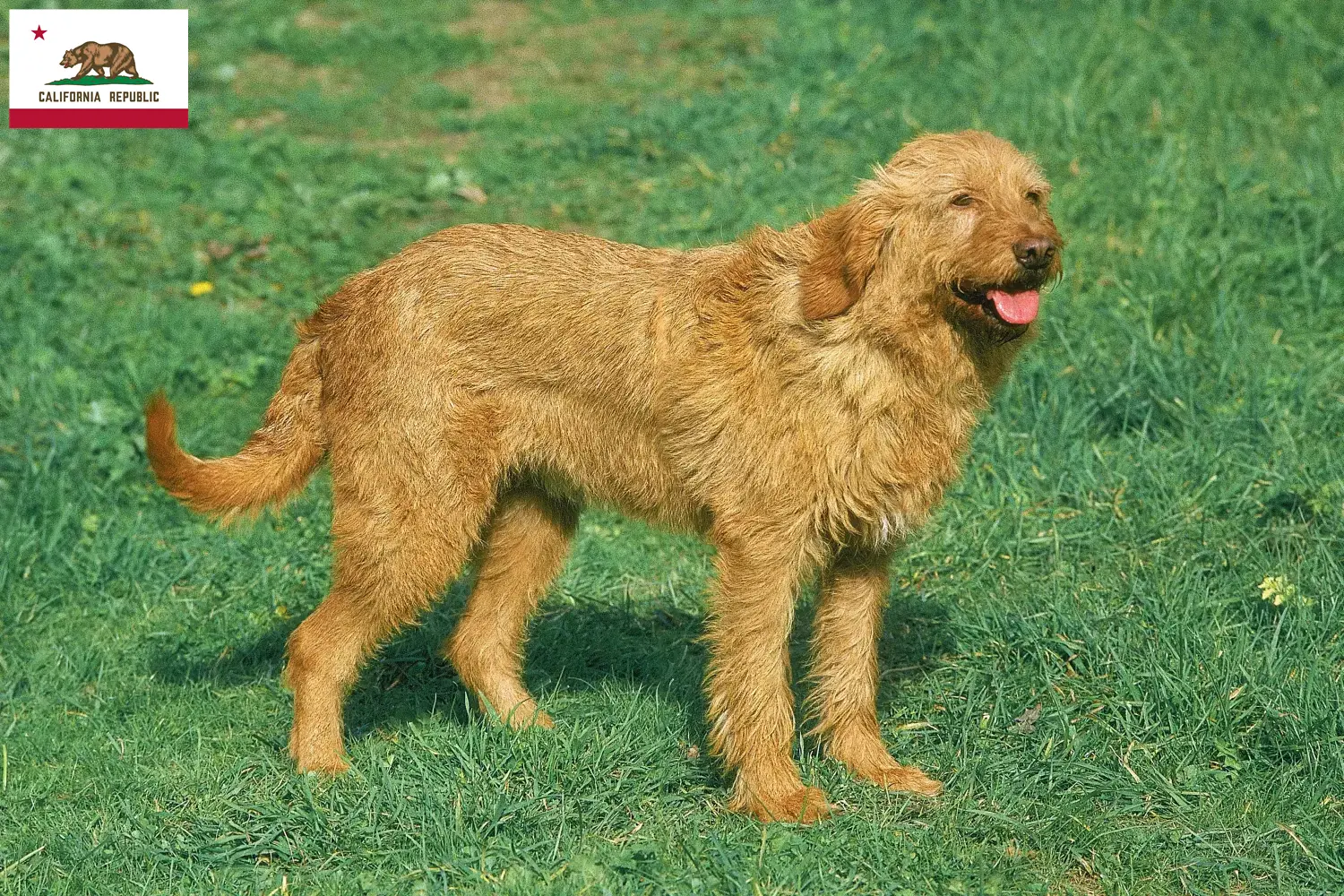 Griffon Fauve de Bretagne puppies and breeder California Find Griffon Fauve de Bretagnes breeders in California.