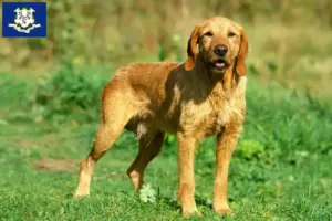 Read more about the article Griffon Fauve de Bretagne breeders and puppies in Connecticut