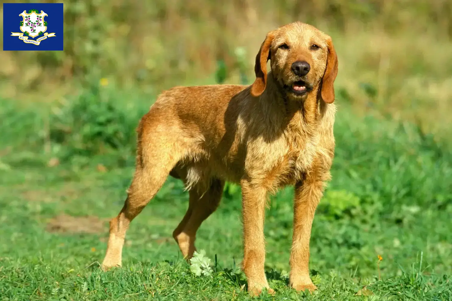 Griffon Fauve de Bretagne puppies and breeders Connecticut Find Griffon Fauve de Bretagnes breeders in Connecticut.