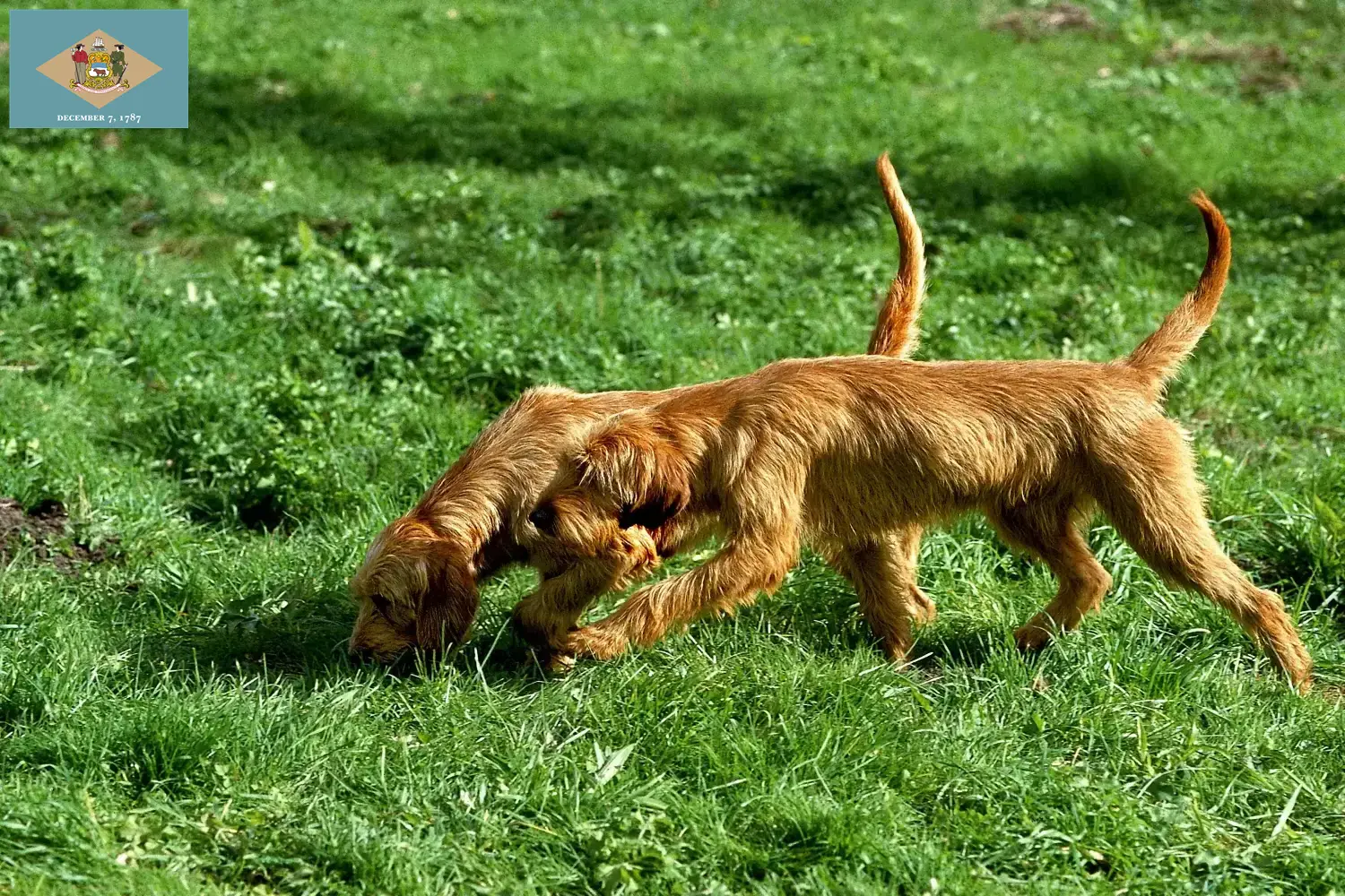 Griffon Fauve de Bretagne puppies and breeder Delaware Find Griffon Fauve de Bretagnes breeders in Delaware.