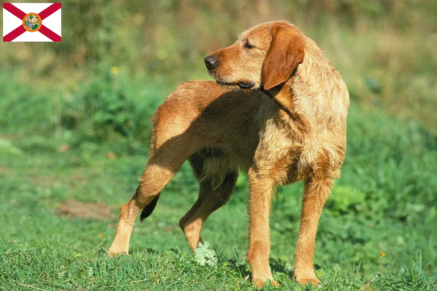 Griffon Fauve de Bretagne puppies and breeders Florida Find Griffon Fauve de Bretagnes breeders in Florida here.