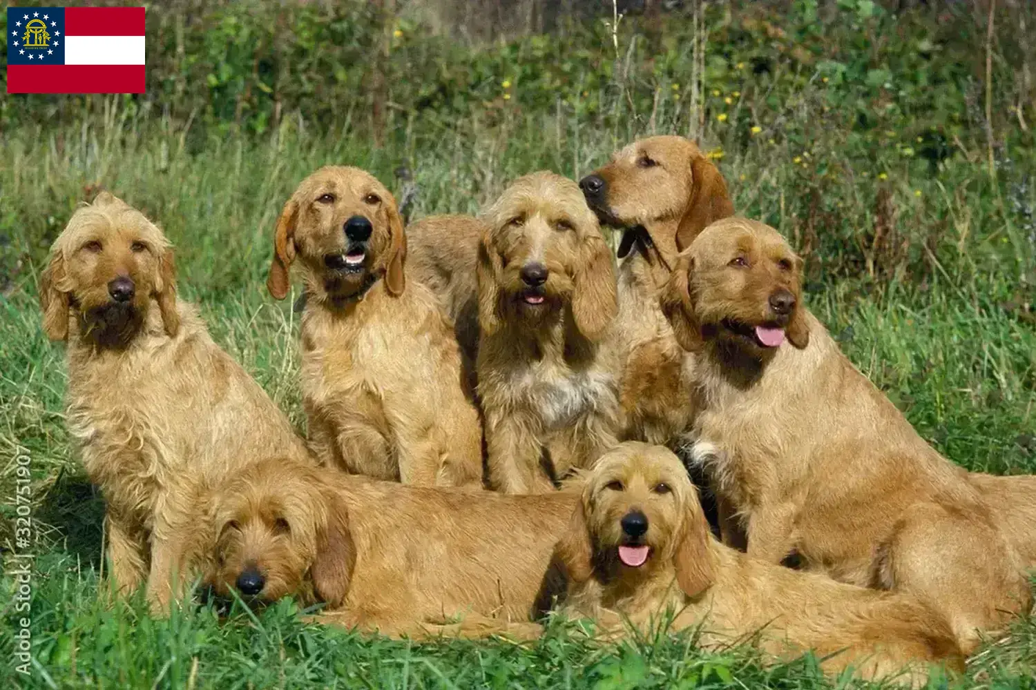 Griffon Fauve de Bretagne puppies and breeders Georgia Find Griffon Fauve de Bretagnes breeders in Georgia.