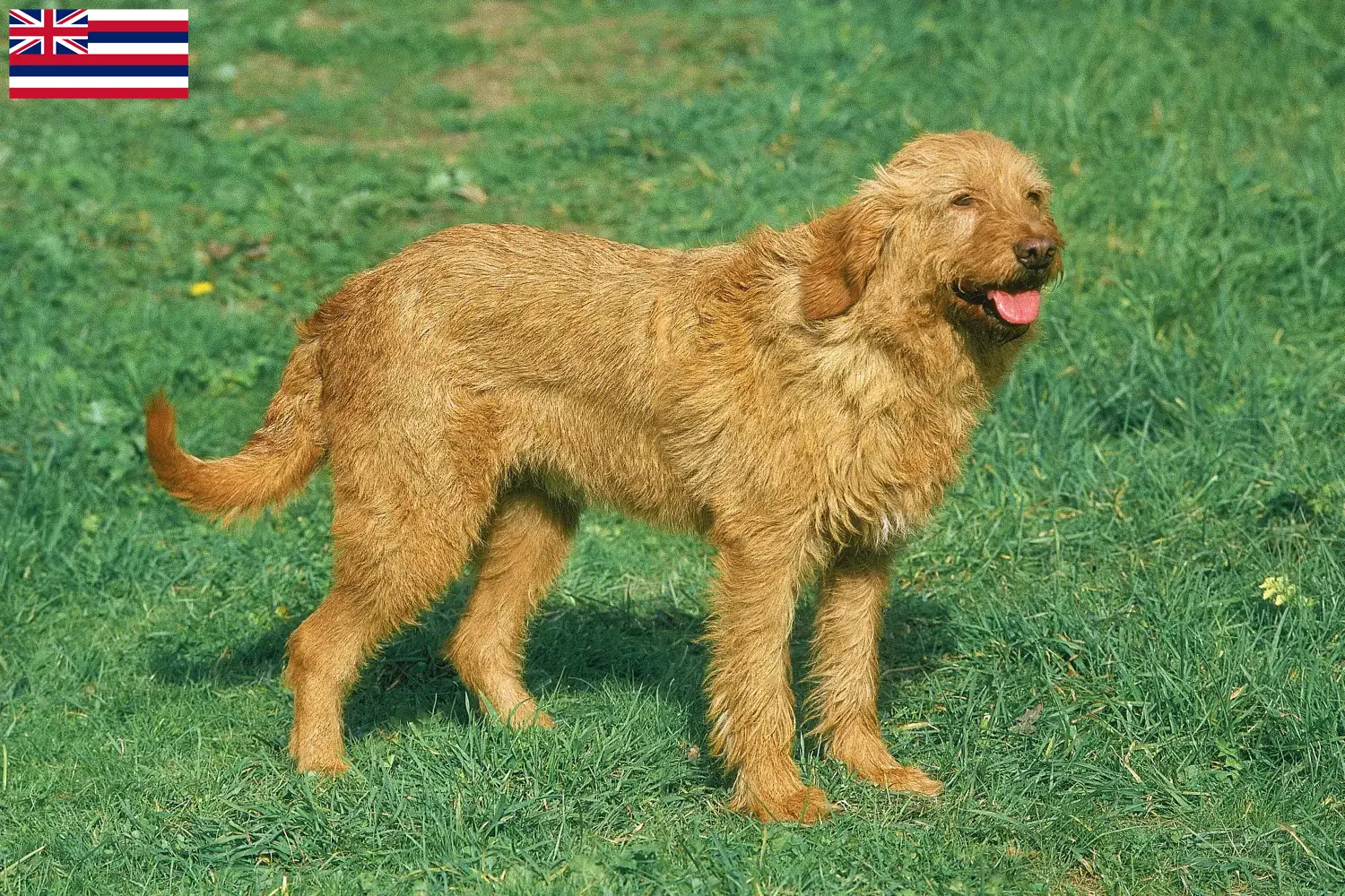 Griffon Fauve de Bretagne puppies and breeders Hawaii Find Griffon Fauve de Bretagnes breeders in Hawaii here.