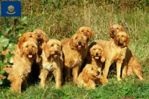 Read more about the article Griffon Fauve de Bretagne breeders and puppies in Idaho