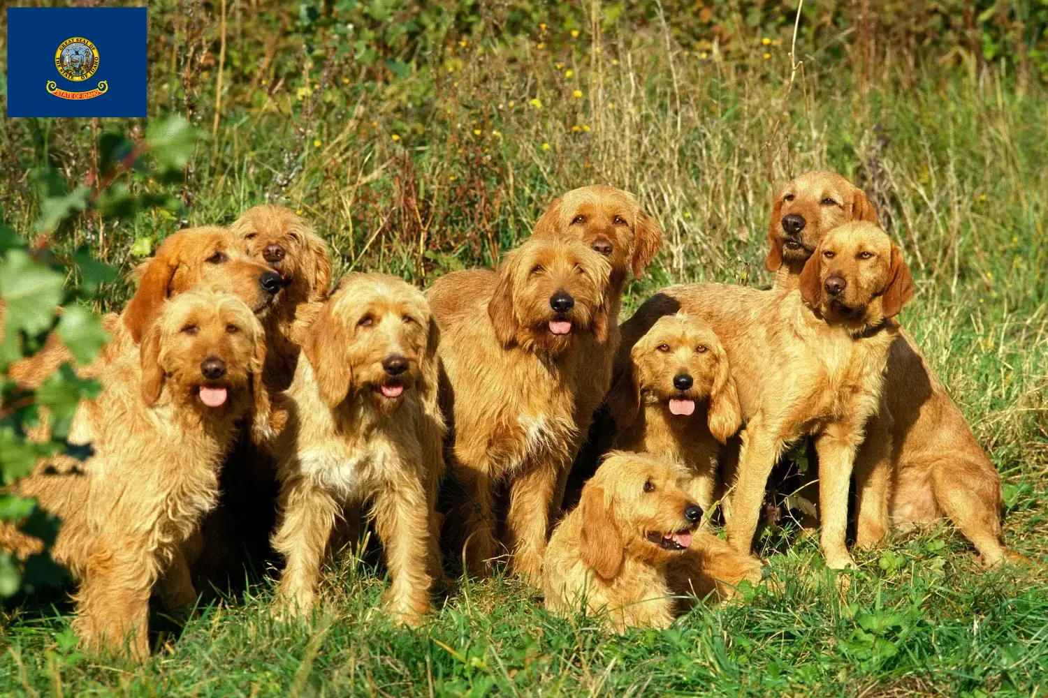 Griffon Fauve de Bretagne puppies and breeder Idaho Find Griffon Fauve de Bretagnes breeders in Idaho.