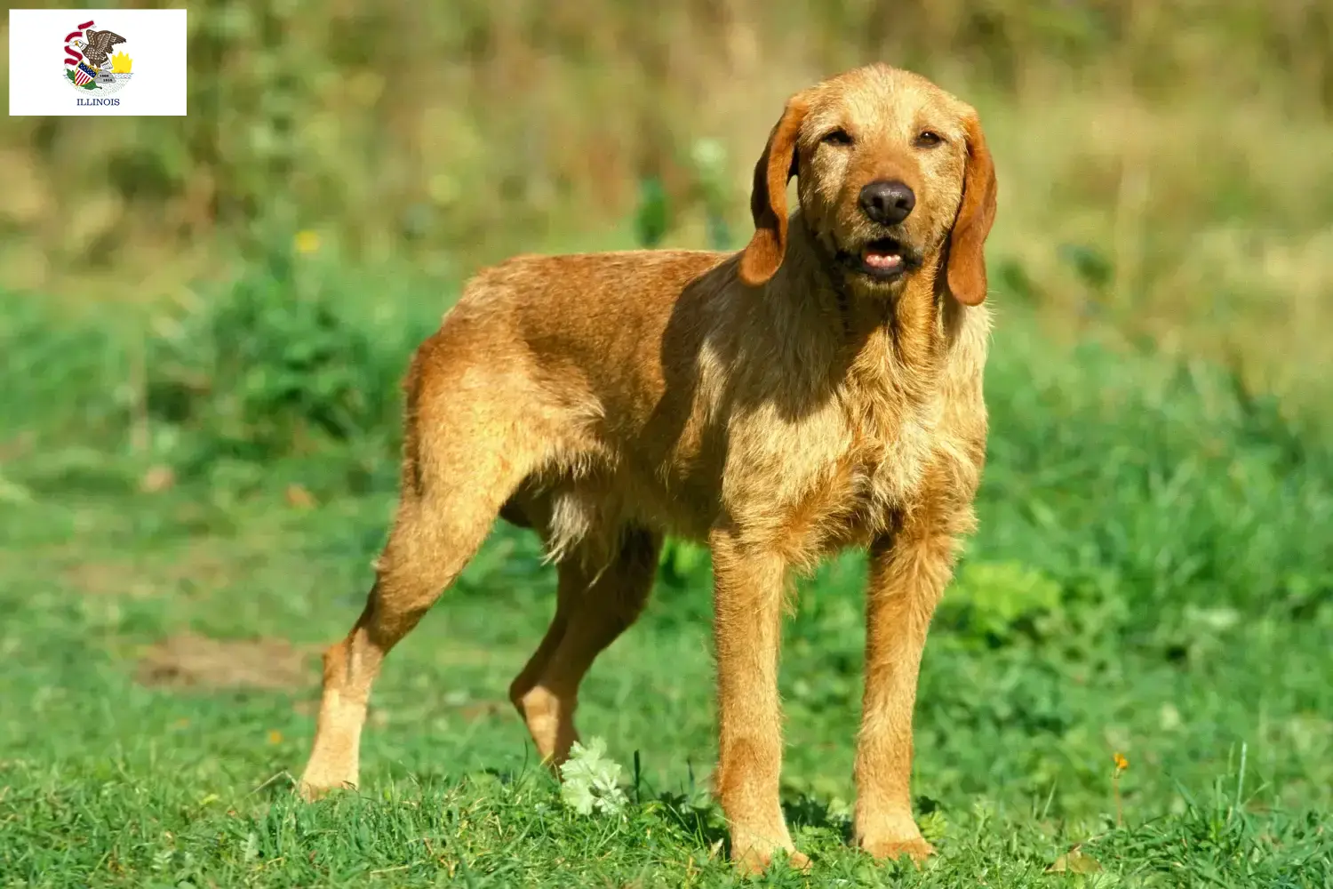 Griffon Fauve de Bretagne puppies and breeders Illinois Find Griffon Fauve de Bretagnes breeders in Illinois.
