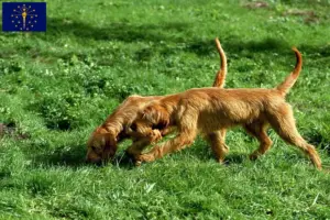 Read more about the article Griffon Fauve de Bretagne breeders and puppies in Indiana