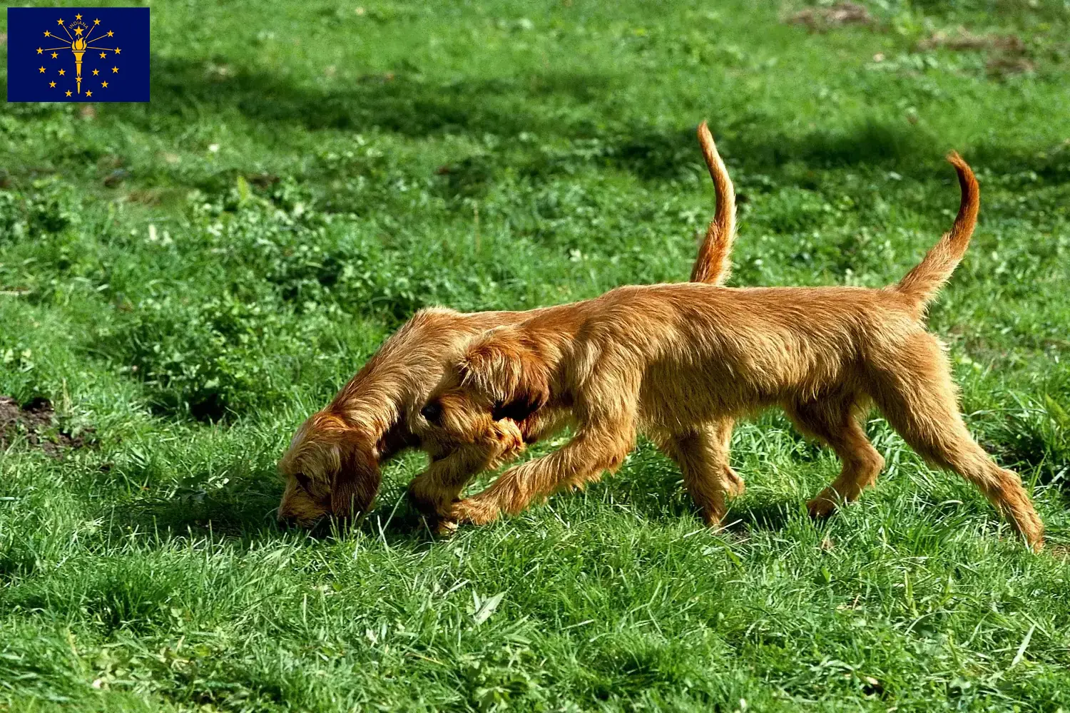 Read more about the article Griffon Fauve de Bretagne breeders and puppies in Indiana