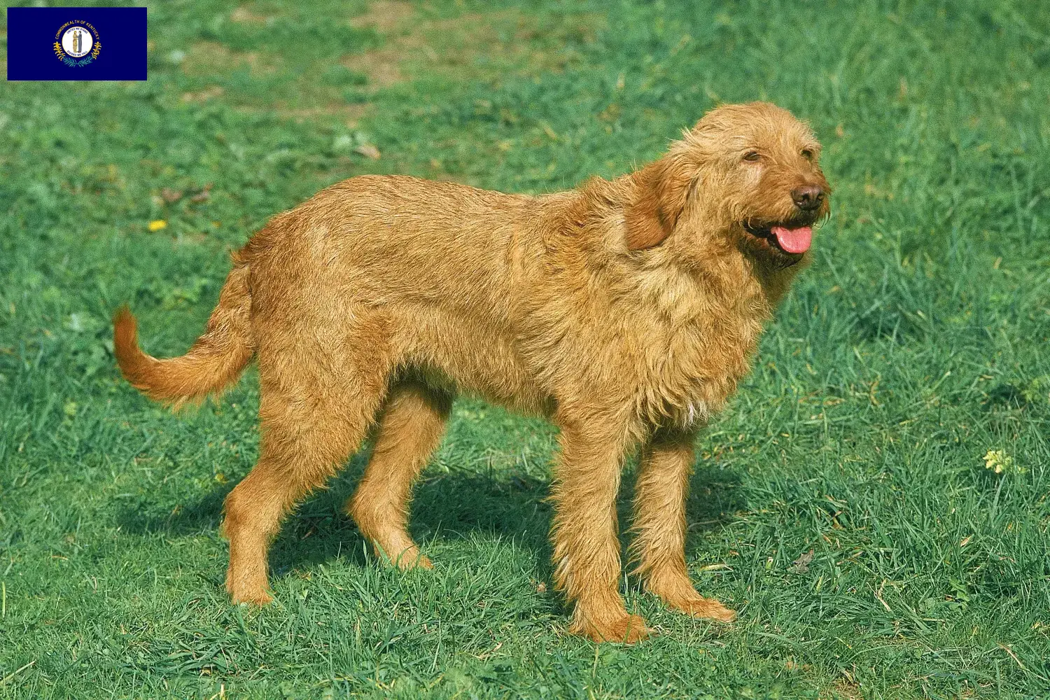 Griffon Fauve de Bretagne puppies and breeder Kentucky Find Griffon Fauve de Bretagnes breeders in Kentucky.