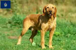 Read more about the article Griffon Fauve de Bretagne breeders and puppies in Maine