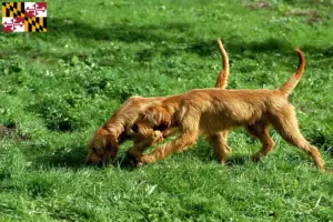 Read more about the article Griffon Fauve de Bretagne breeders and puppies in Maryland