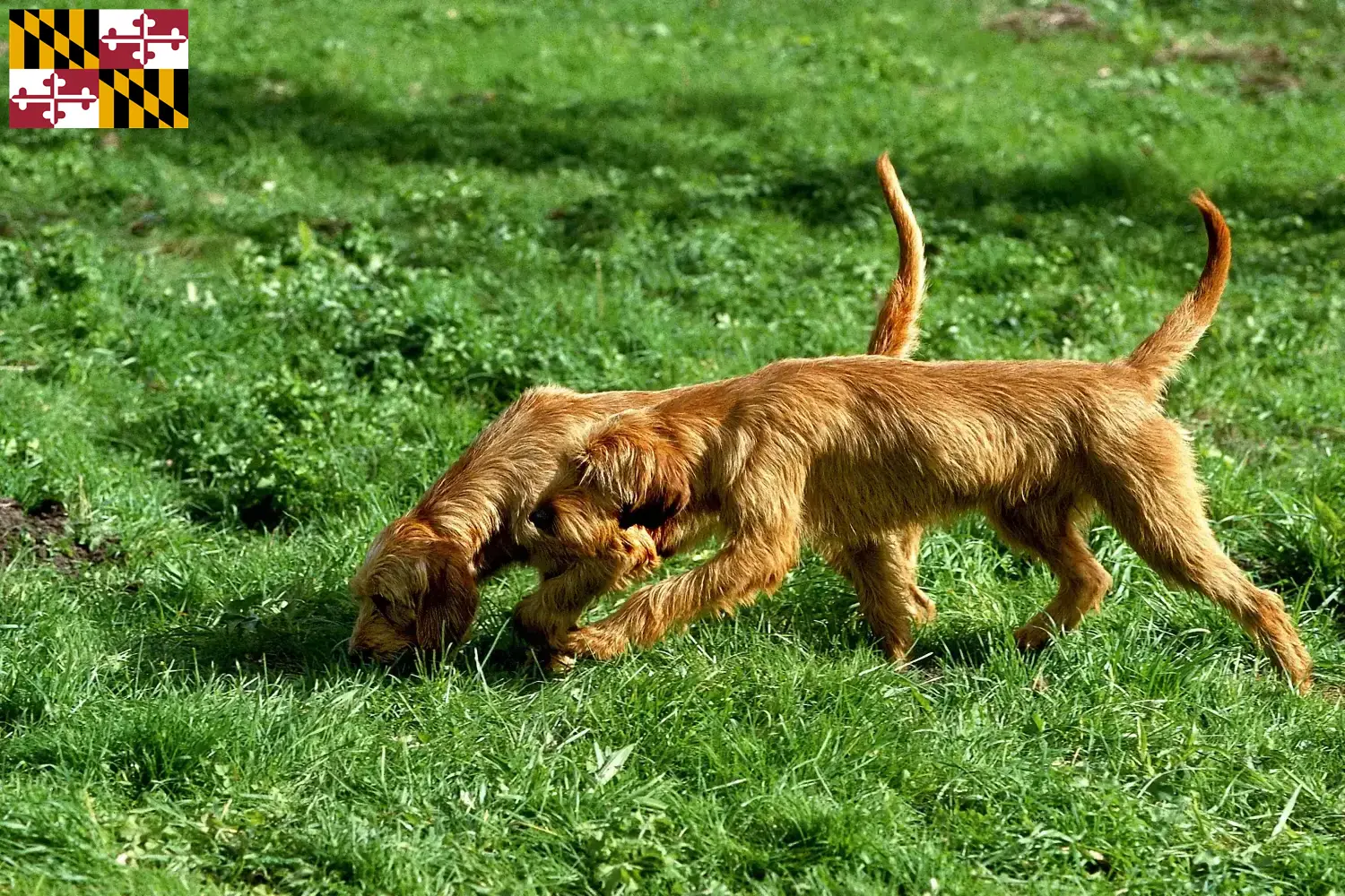 Griffon Fauve de Bretagne puppies and breeder Maryland Find Griffon Fauve de Bretagnes breeders in Maryland.