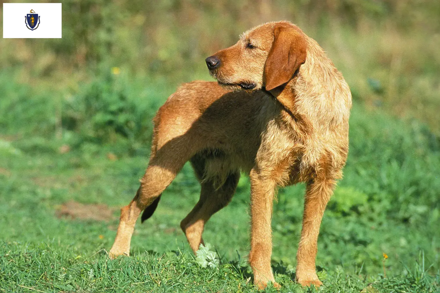 Griffon Fauve de Bretagne puppies and breeders Massachusetts Find Griffon Fauve de Bretagnes breeders in Massachusetts.