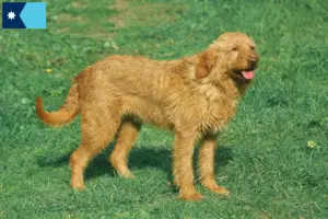 Read more about the article Griffon Fauve de Bretagne breeders and puppies in Minnesota