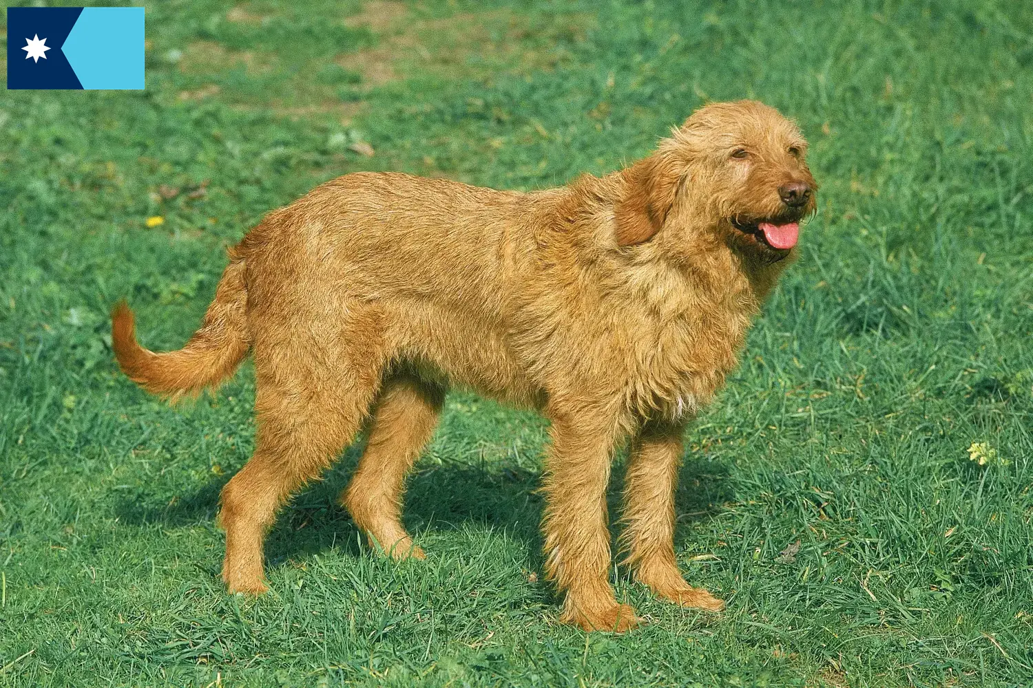 Griffon Fauve de Bretagne puppies and breeders Minnesota Find Griffon Fauve de Bretagnes breeders in Minnesota.