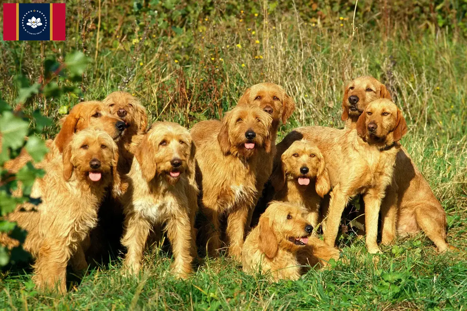 Griffon Fauve de Bretagne puppies and breeders Mississippi Find Griffon Fauve de Bretagnes breeders in Mississippi.