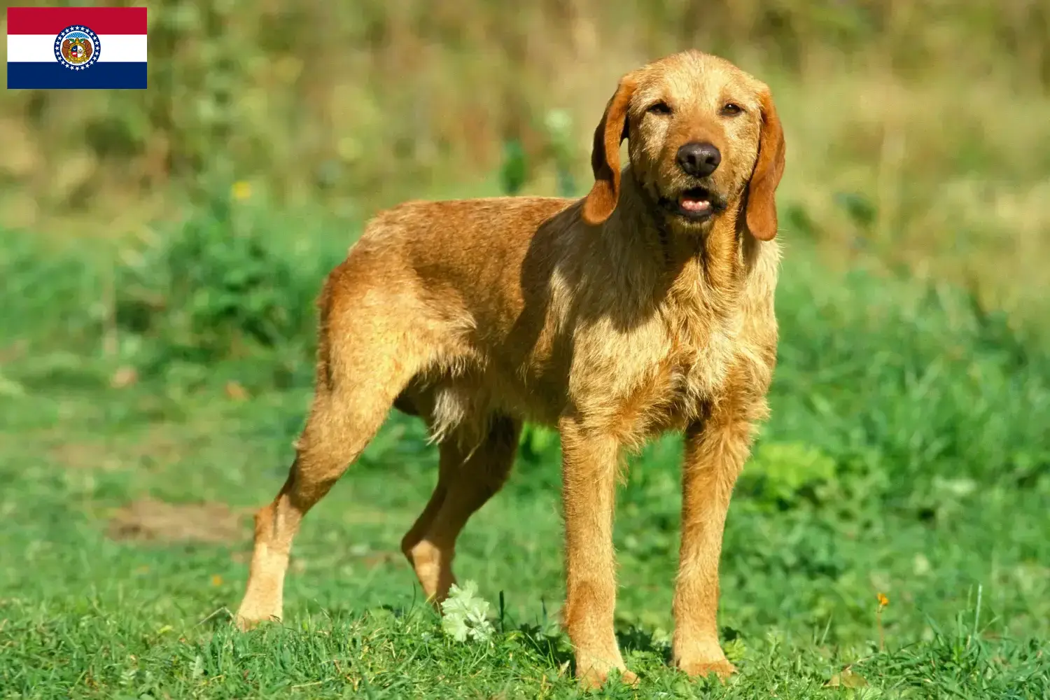 Griffon Fauve de Bretagne puppies and breeders Missouri Find Griffon Fauve de Bretagnes breeders in Missouri.