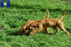 Read more about the article Griffon Fauve de Bretagne breeders and puppies in Montana