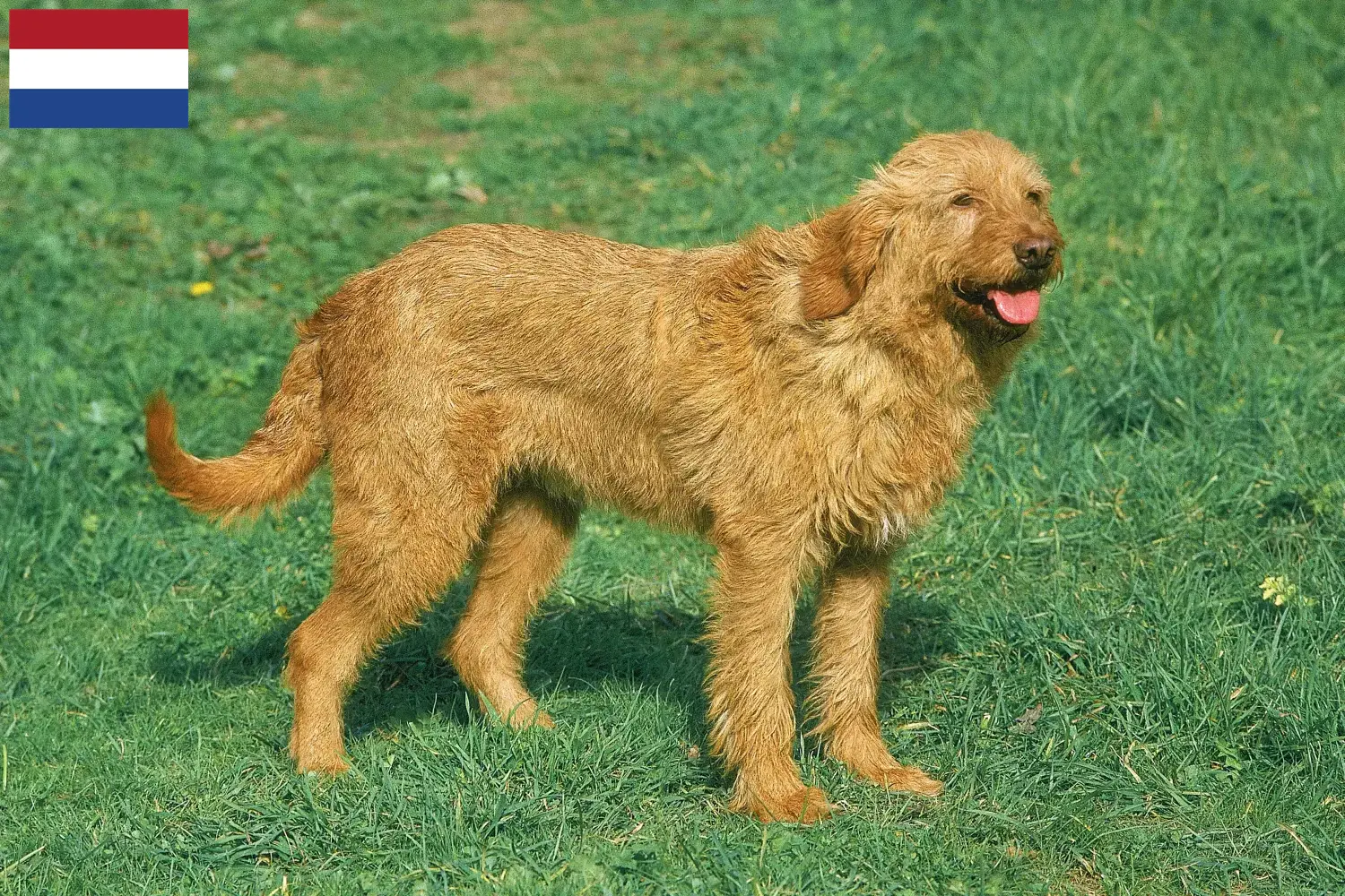 Griffon Fauve de Bretagne puppies and breeders Netherlands Find Griffon Fauve de Bretagnes breeders in the Netherlands here.