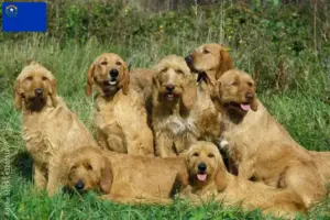 Read more about the article Griffon Fauve de Bretagne breeders and puppies in Nevada