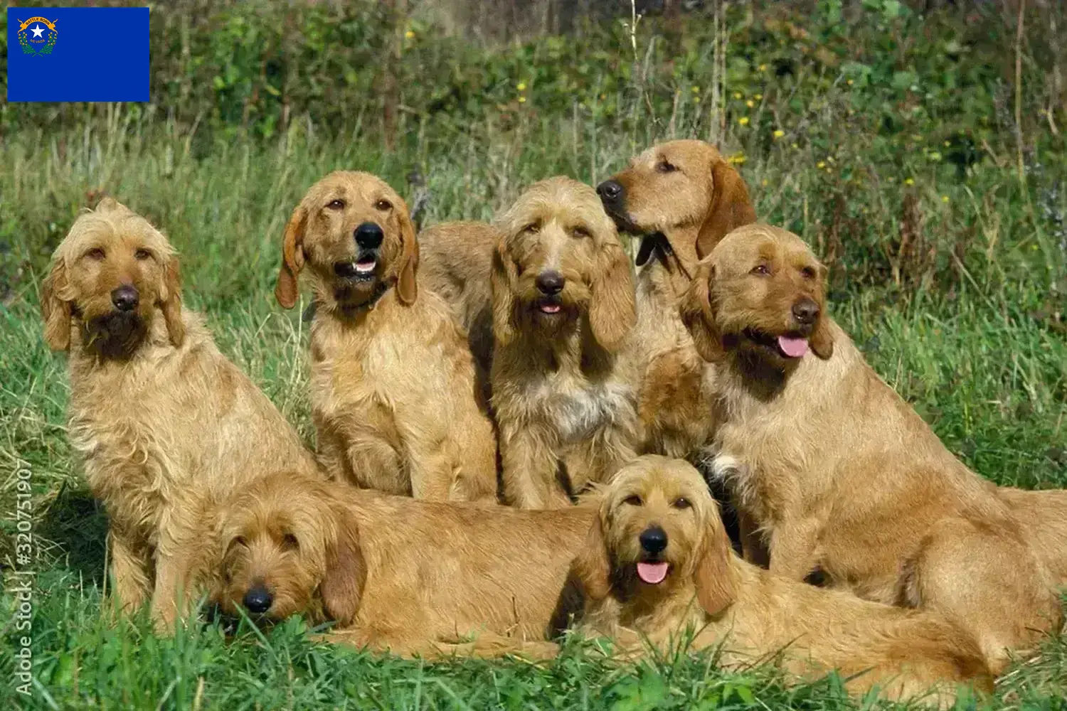 Griffon Fauve de Bretagne puppies and breeders Nevada Find Griffon Fauve de Bretagnes breeders in Nevada.