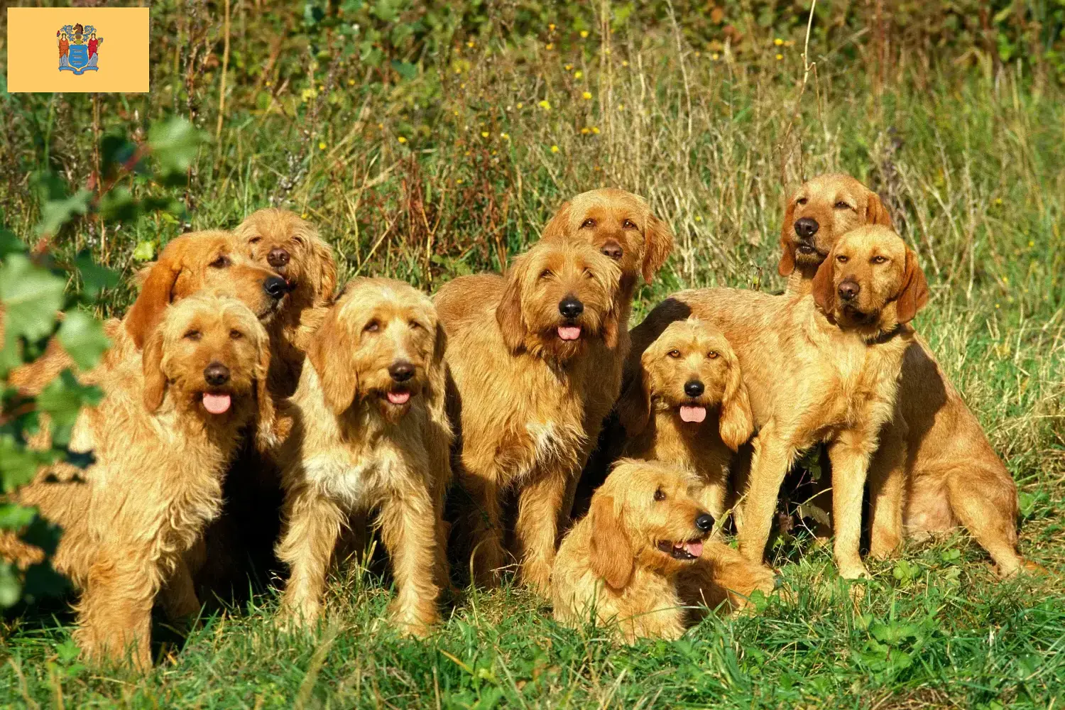 Griffon Fauve de Bretagne puppies and breeders New Jersey Find Griffon Fauve de Bretagnes breeders in New Jersey.
