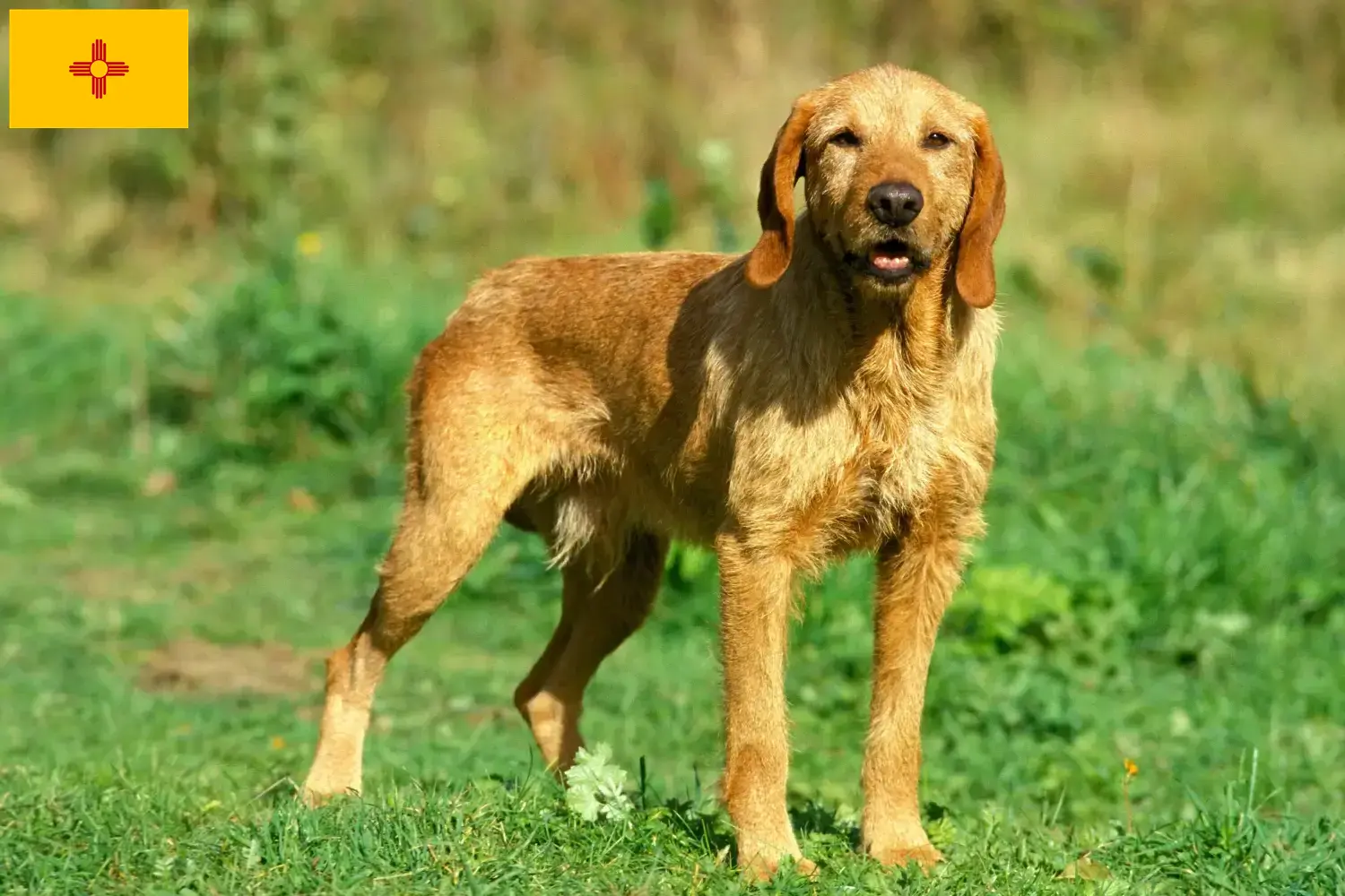 Griffon Fauve de Bretagne puppies and breeders New Mexico Find Griffon Fauve de Bretagnes breeders in New Mexico.