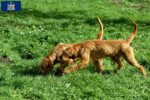 Read more about the article Griffon Fauve de Bretagne breeders and puppies in New York