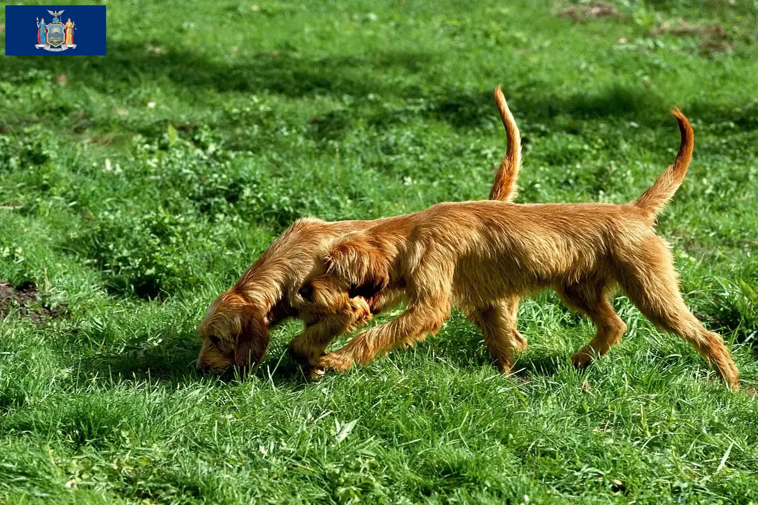 Griffon Fauve de Bretagne puppies and breeders New York Find Griffon Fauve de Bretagnes breeders in New York here.