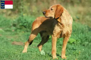 Read more about the article Griffon Fauve de Bretagne breeders and puppies in North Carolina