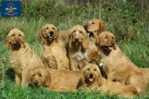 Read more about the article Griffon Fauve de Bretagne breeders and puppies in North Dakota