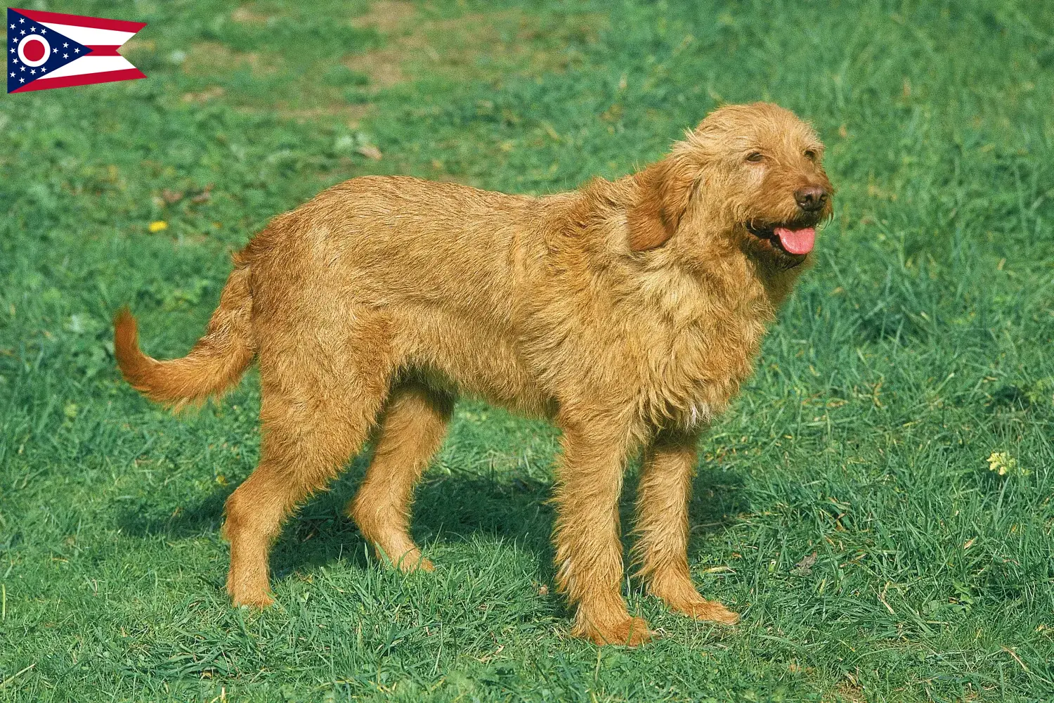 Griffon Fauve de Bretagne puppies and breeder Ohio Find Griffon Fauve de Bretagnes breeders in Ohio.