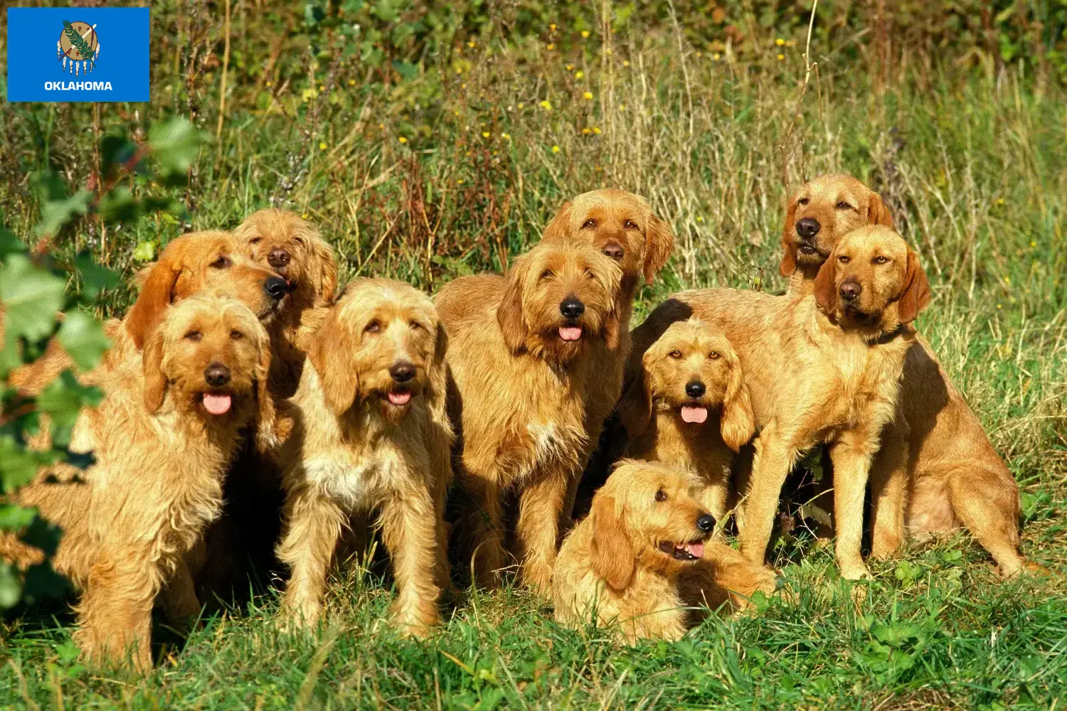 Griffon Fauve de Bretagne puppies and breeders Oklahoma Find Griffon Fauve de Bretagnes breeders in Oklahoma.