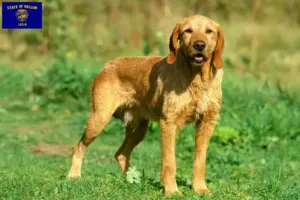 Read more about the article Griffon Fauve de Bretagne breeders and puppies in Oregon