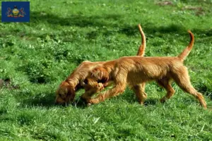Read more about the article Griffon Fauve de Bretagne breeders and puppies in Pennsylvania