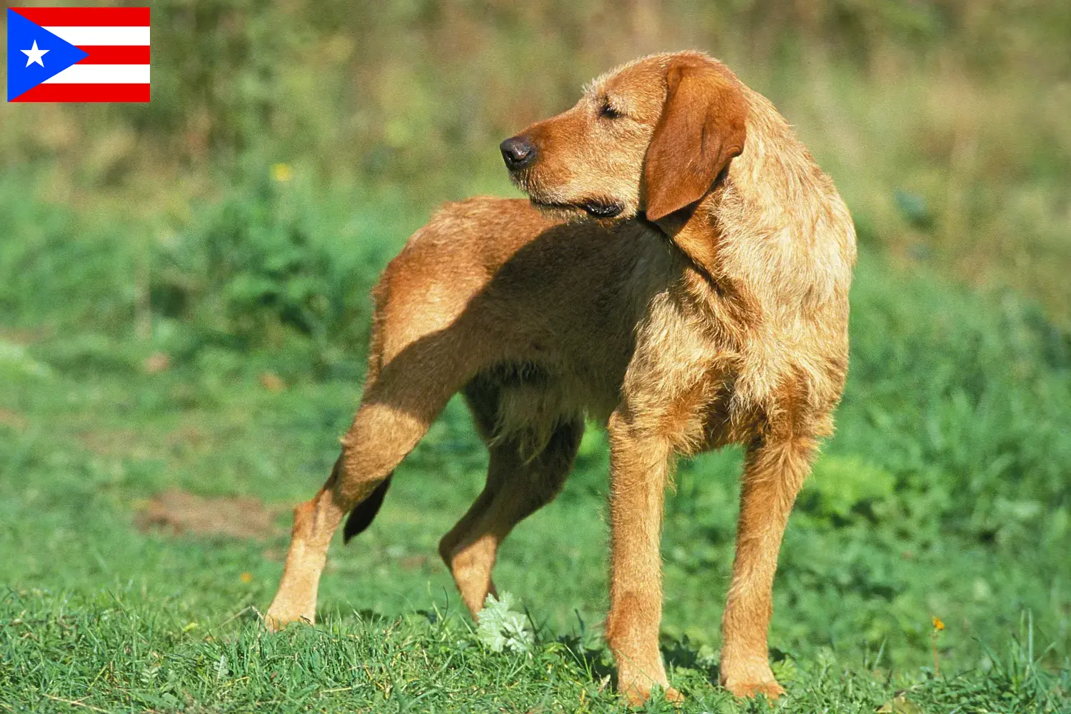 Griffon Fauve de Bretagne puppies and breeder Puerto Rico Find Griffon Fauve de Bretagnes breeders in Puerto Rico.