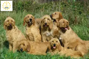 Read more about the article Griffon Fauve de Bretagne breeders and puppies in Rhode Island