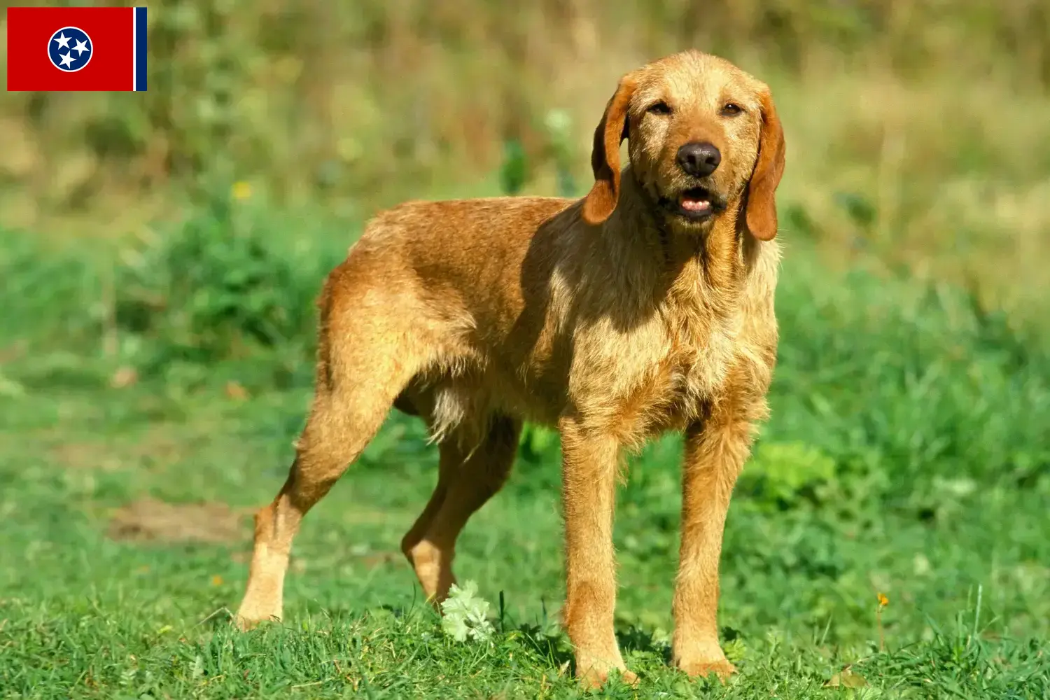 Griffon Fauve de Bretagne puppies and breeder Tennessee Find Griffon Fauve de Bretagnes breeders in Tennessee.
