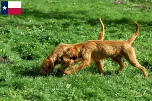 Read more about the article Griffon Fauve de Bretagne breeders and puppies in Texas