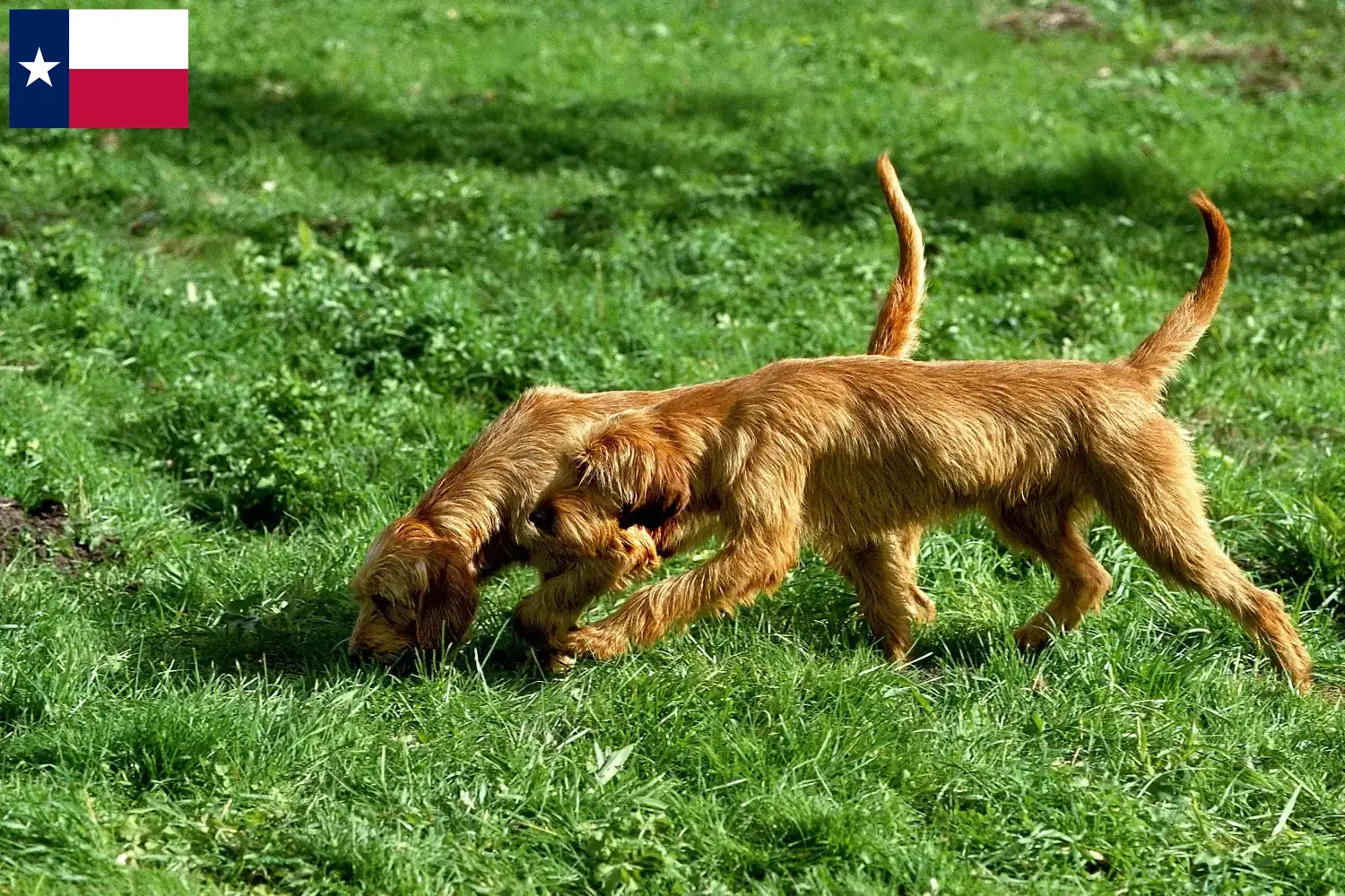 Griffon Fauve de Bretagne puppies and breeders Texas Find Griffon Fauve de Bretagnes breeders in Texas.
