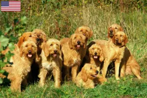 Read more about the article Griffon Fauve de Bretagne breeders and puppies in the USA