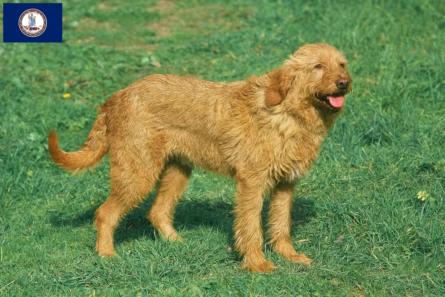 Griffon Fauve de Bretagne puppies and breeder Virginia Find Griffon Fauve de Bretagnes breeders in Virginia.