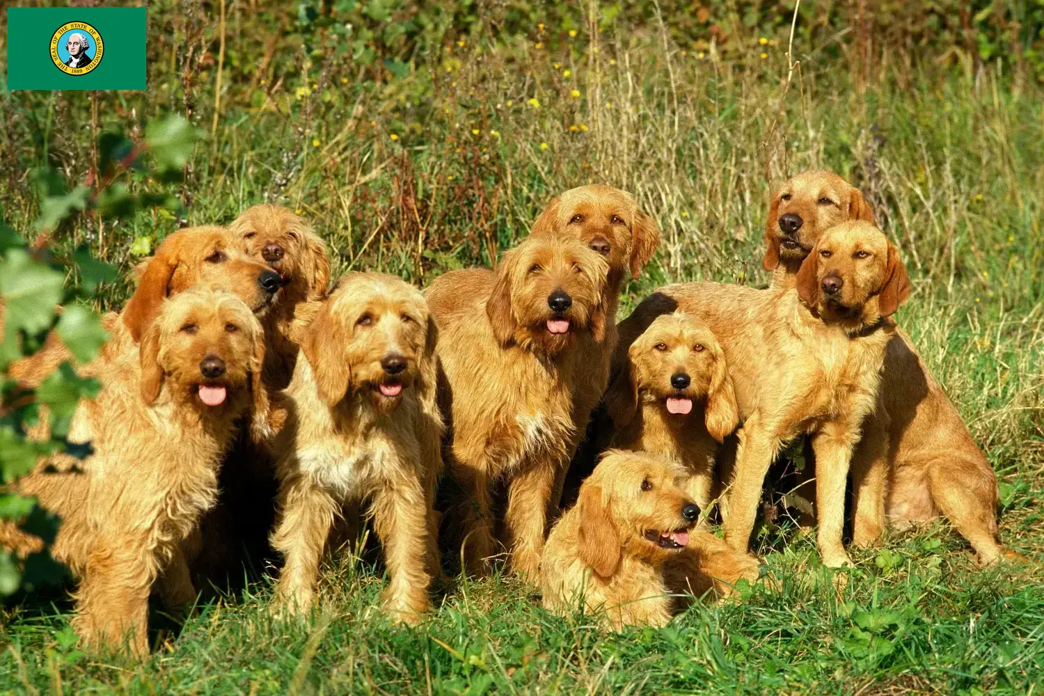 Griffon Fauve de Bretagne puppies and breeders Washington Find Griffon Fauve de Bretagnes breeders in Washington here.