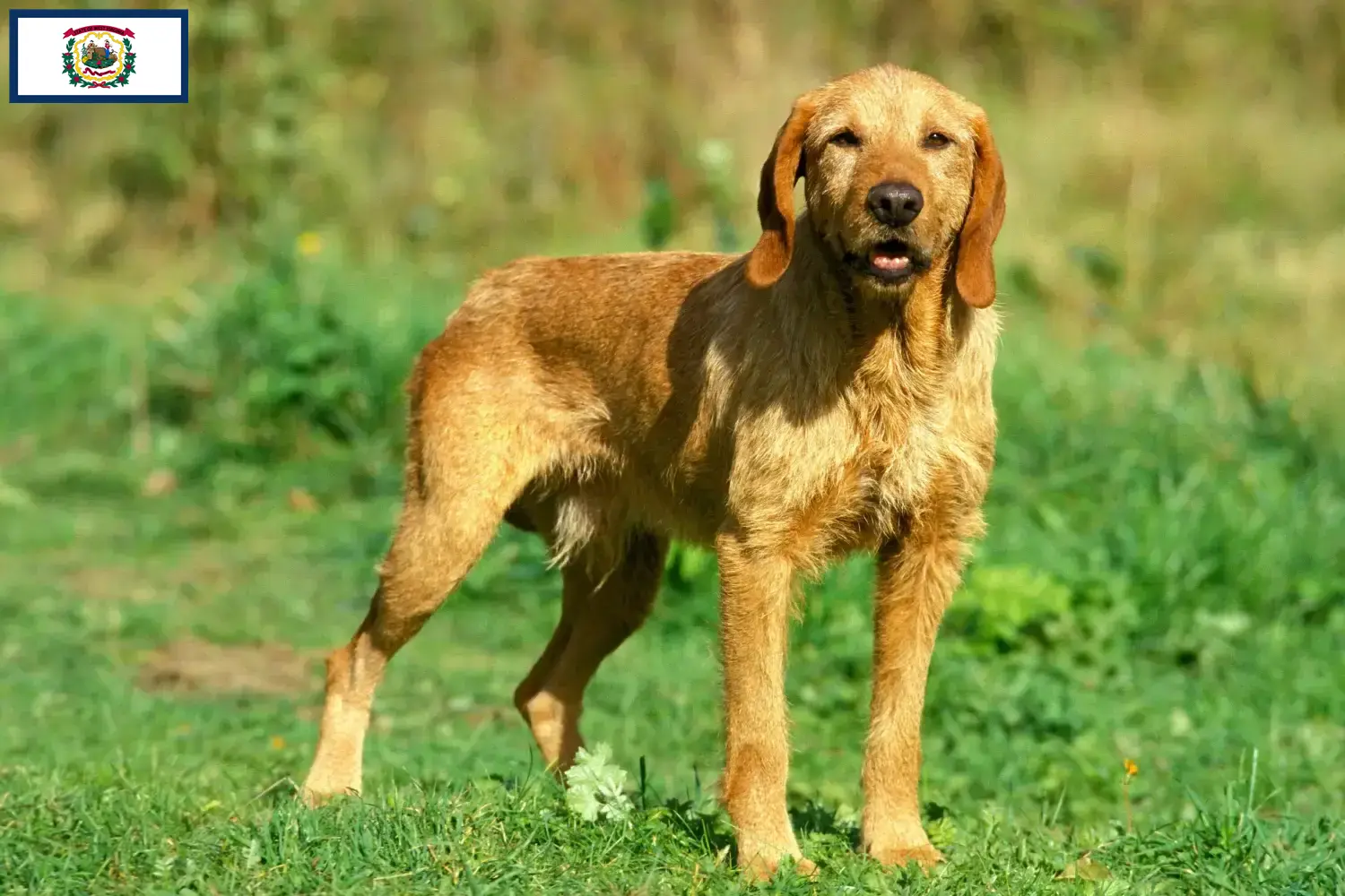 Griffon Fauve de Bretagne puppies and breeders West Virginia Find Griffon Fauve de Bretagnes breeders in West Virginia.