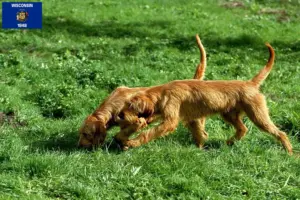 Read more about the article Griffon Fauve de Bretagne breeders and puppies in Wisconsin