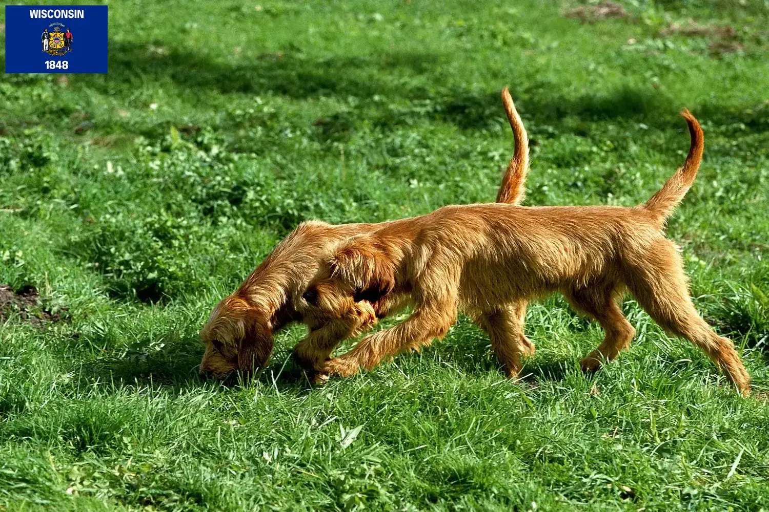 Griffon Fauve de Bretagne puppies and breeders Wisconsin Find Griffon Fauve de Bretagnes breeders in Wisconsin.