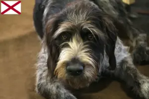 Read more about the article Griffon Nivernais breeders and puppies in Alabama